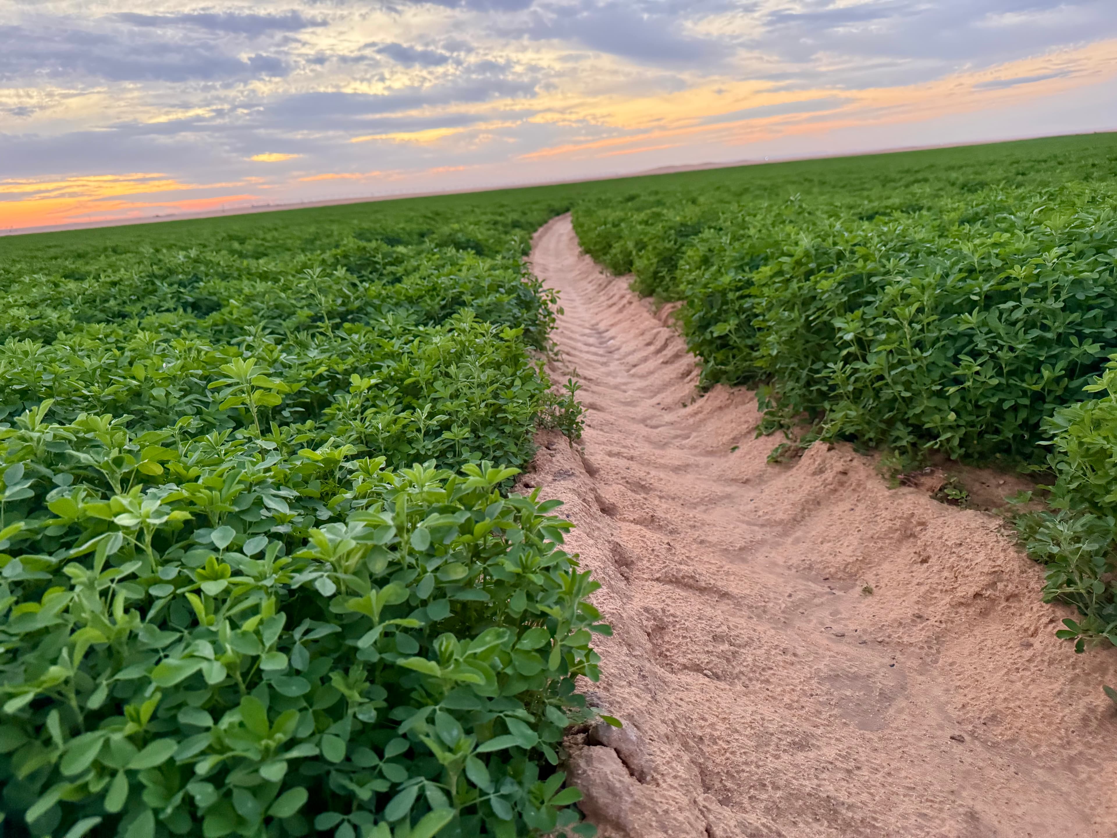 BlackFarms agricultural fields at sunset