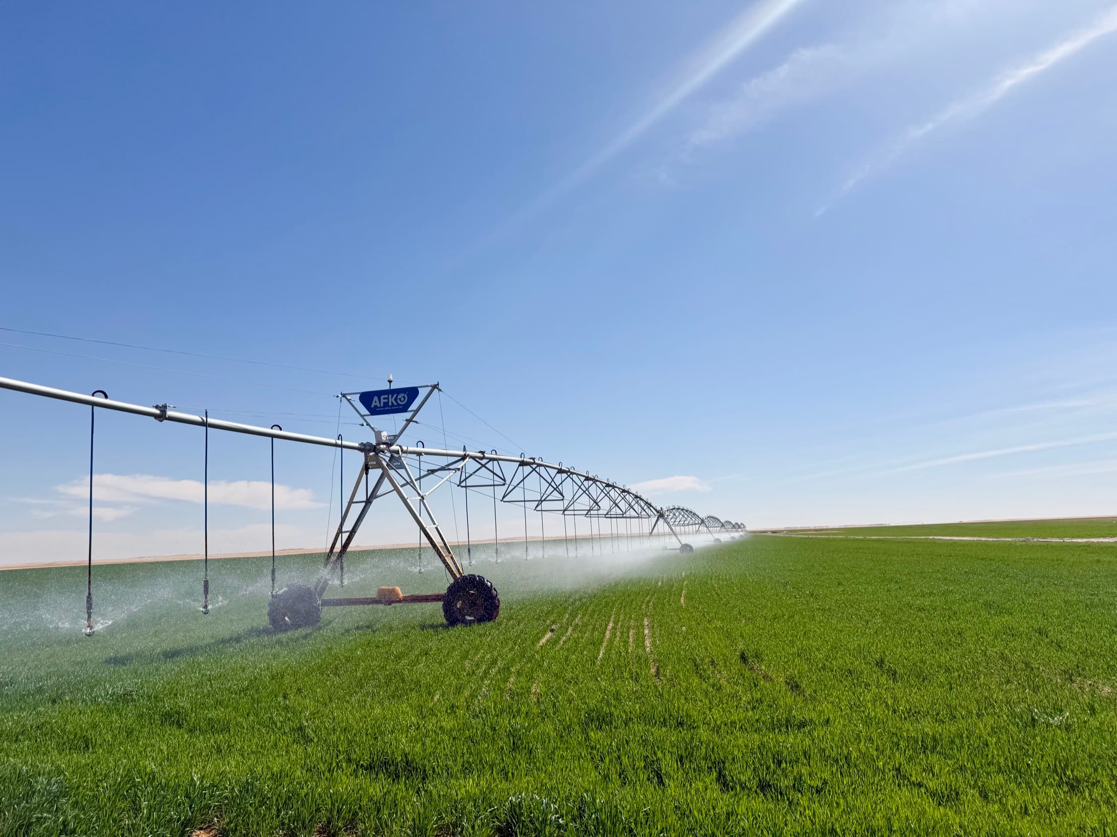 A centre pivot irrigating young cereal, its trusses receding to the horizon