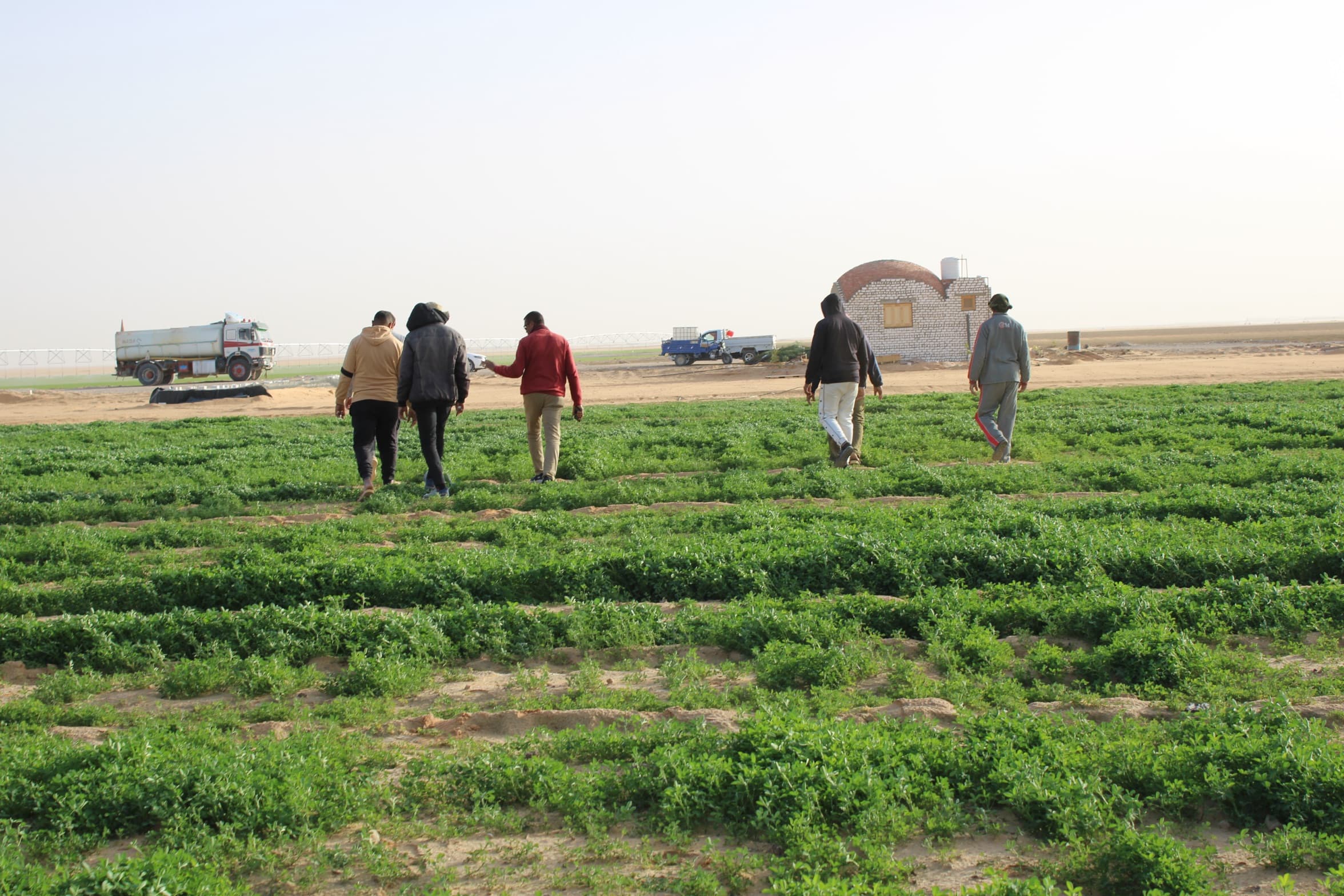 Five workers walking through alfalfa toward a brick barrel-vault hangar, the desert edge beyond