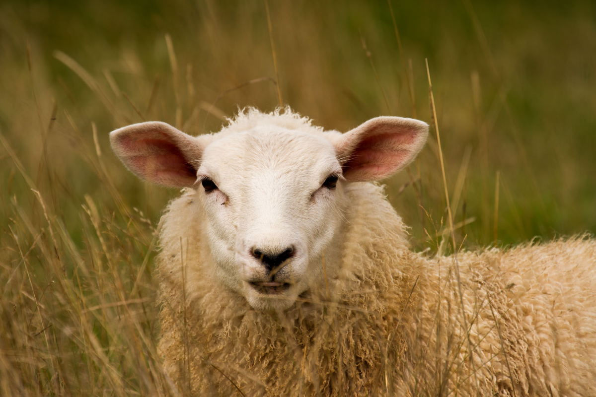 Young lamb in green pasture