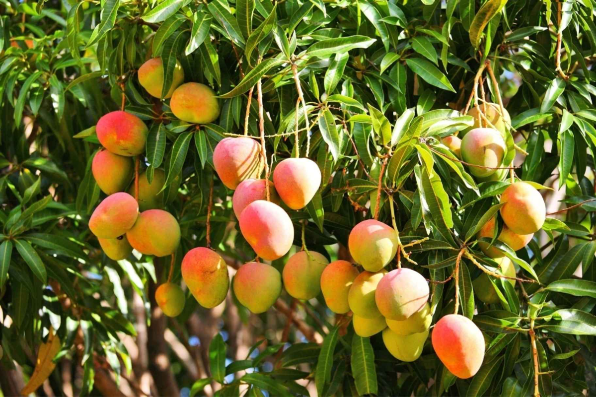 Ripe mangoes on tree branches ready for export