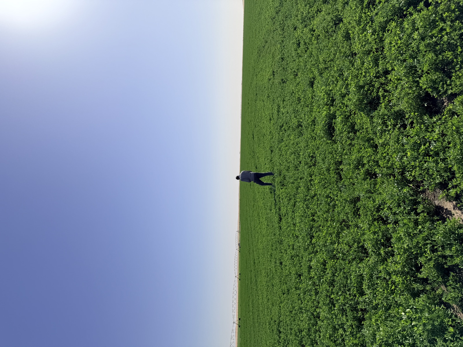 Vast green farmland stretching to the horizon