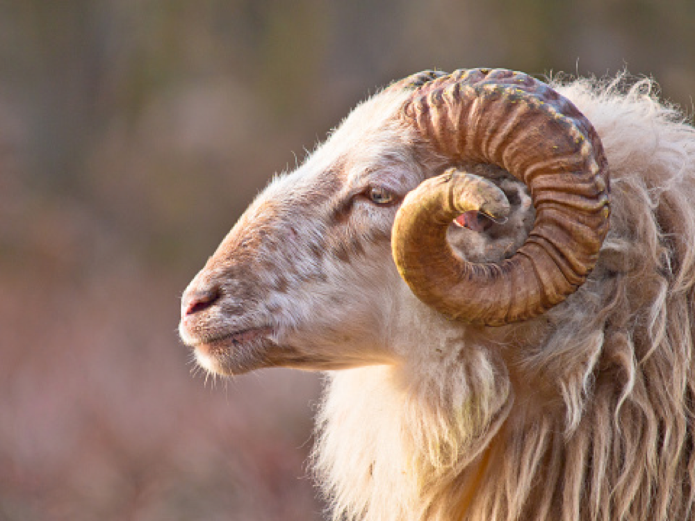 Breeding ram — part of BlackFarms livestock program