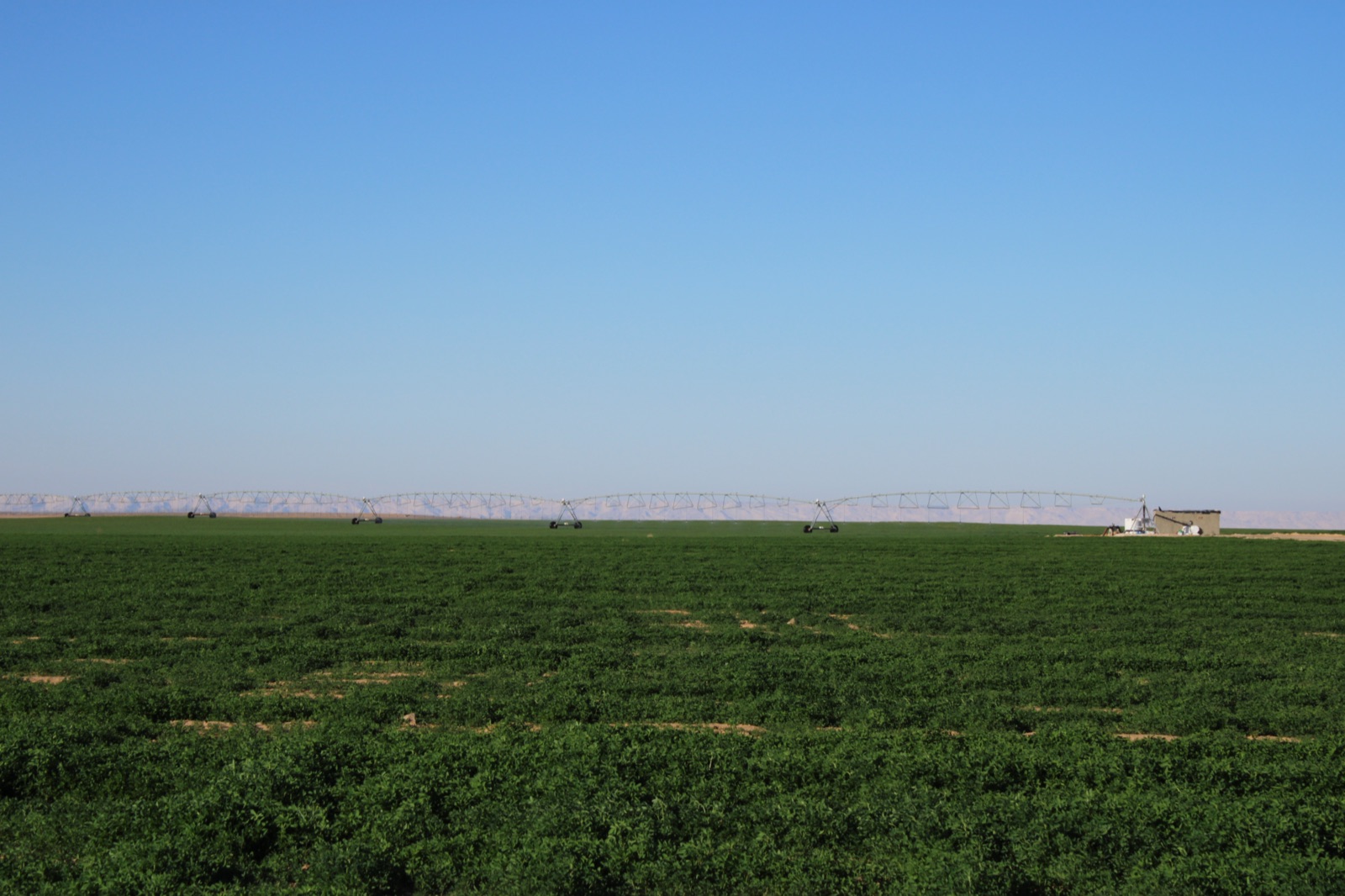 Vast green alfalfa fields with pivot irrigation systems